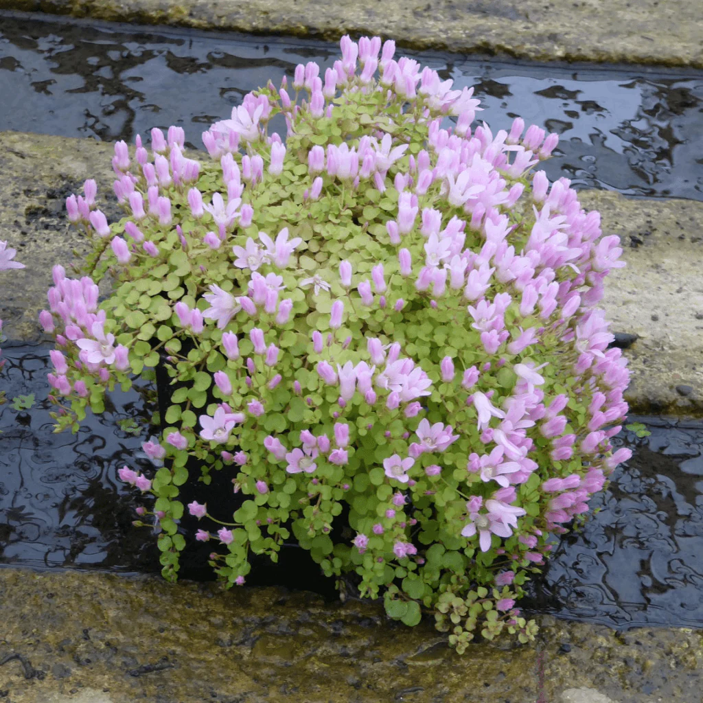 Pond Plants for Sale – Delivered to Your Door
